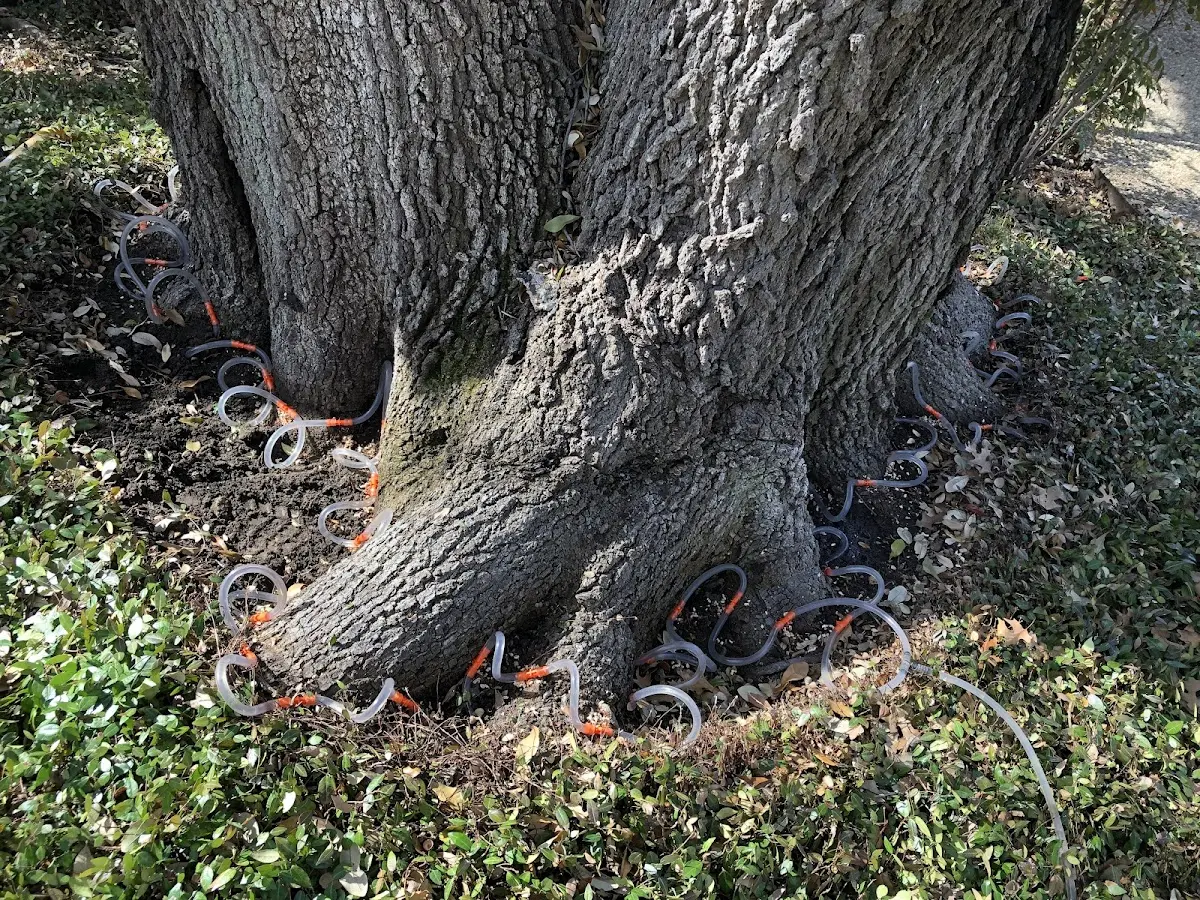 Detailed Tree Cabling and Bracing job site in Hillsborough