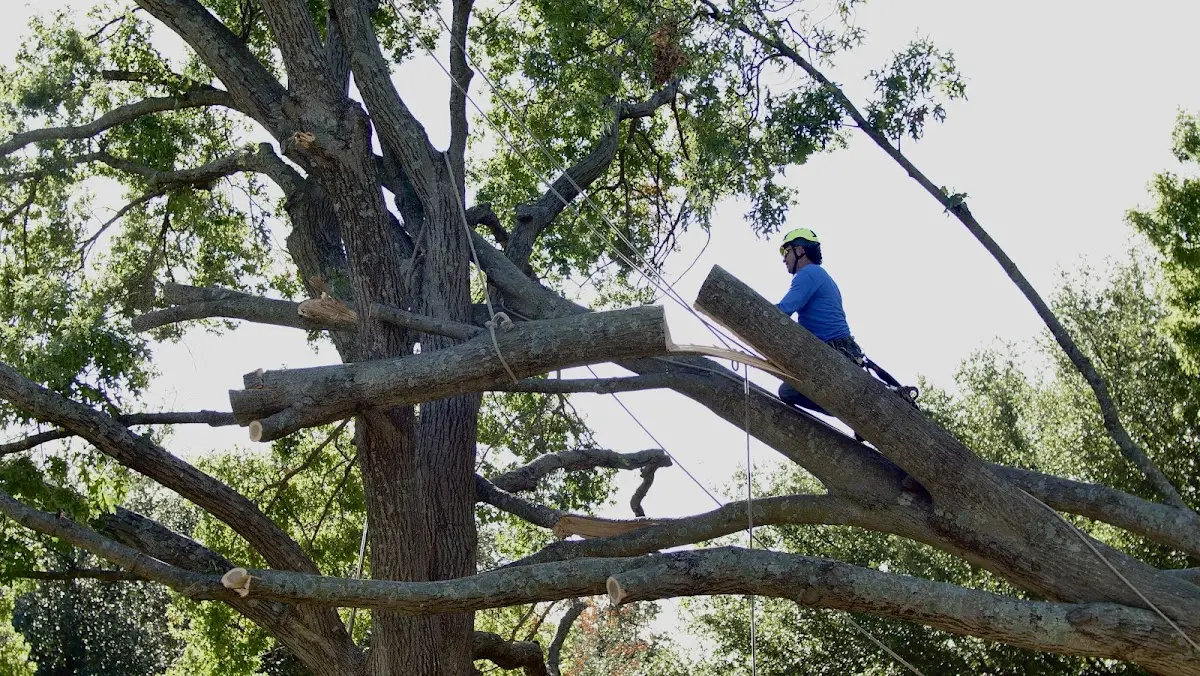 Professional Crown Thinning performed by certified arborists in Hillsborough