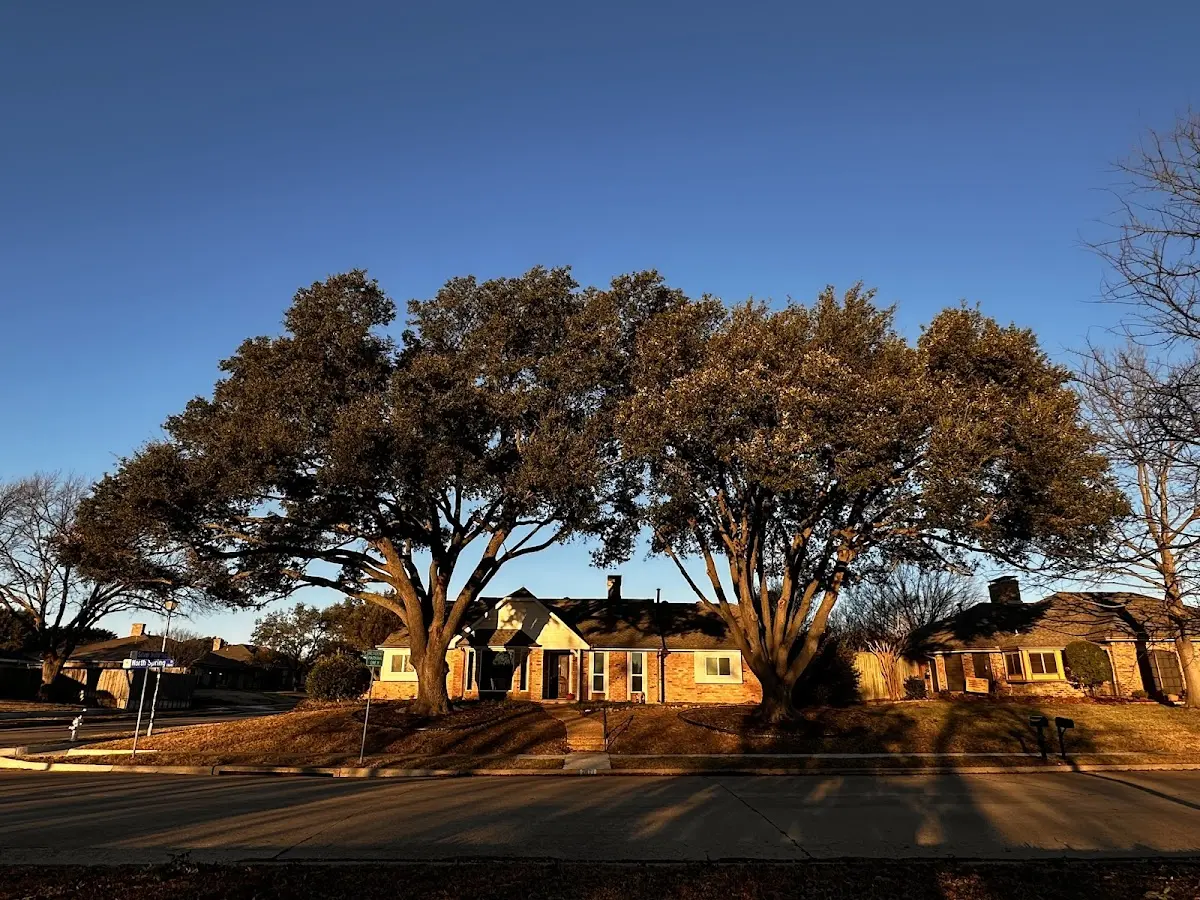 Established residential canopy tree shading a home in Hillsborough